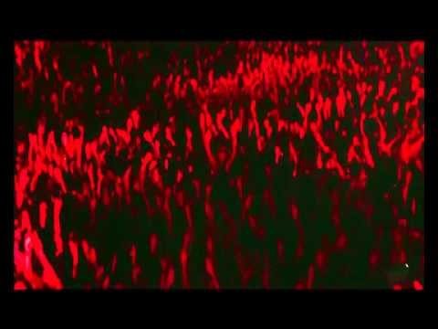 Avicii vs Tim Berg Seek-Levels (Angelo Emme mashup)