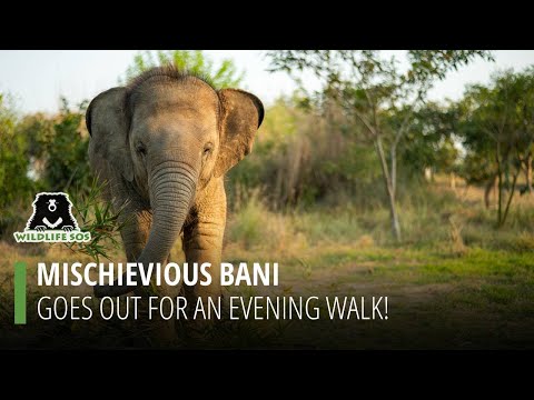 Baby Bani enjoying treats during her evening walk at EHC!