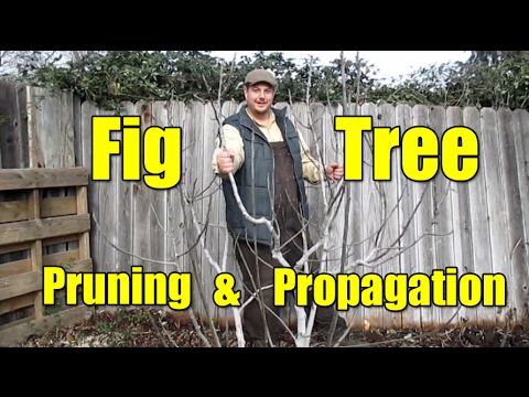 , title : 'Fig Tree Pruning & Propagation | All You Need To Know'