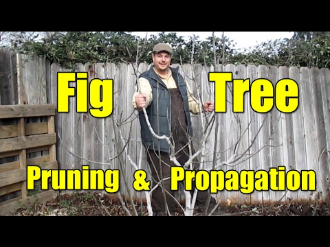 download lagu mp3 mp4 Preserving Figs Nz, download lagu Preserving Figs Nz gratis, unduh video klip Preserving Figs Nz