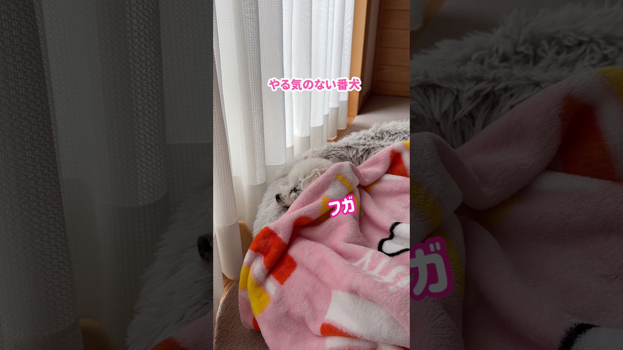 こんなやる気のない番犬いる？ #shorts #元保護犬 #トイプードル