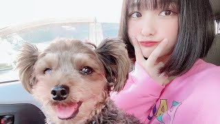 写真撮りたい飼い主VS撮りたくない犬