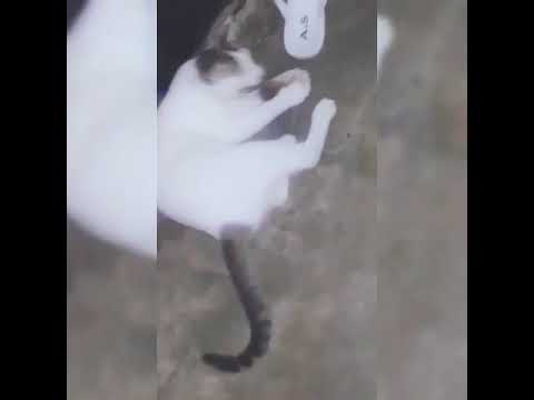 my pussy cat(snowfy)for the first time caught a rat :)