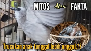 Download lagu MITOS atau FAKTA Trucukan anak tunggal itu lebih UNGGUL,??? mp3 Download lagu MITOS atau FAKTA Trucukan anak tunggal itu lebih UNGGUL,??? mp3