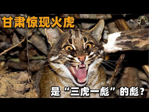火虎