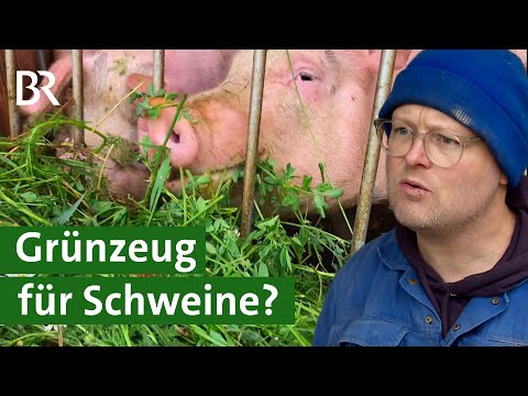 , title : 'Glückliche Schweine und besseres Fleisch mit Grünfutter statt Kraftfutter? | Unser Land | BR'