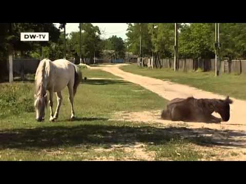 Rumänien: Wilde Pferde an der Donau | Europa Aktuell