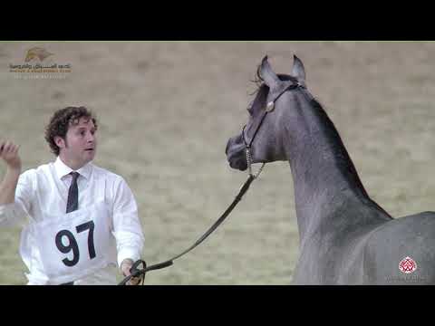 N.97 JASMINE AL SHAQAB - 22nd Qatar National 2019 - Yearling Fillies (Class 3A)