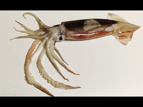 【2度目の】500日ぶりにやる / スプラトゥーン3