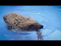 Hedgehog goes for his First Swim! | The Science of Cute | BBC Earth Kids
