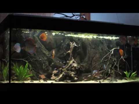 South American Community Aquarium - Discus Tank