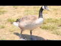 Macho Duck