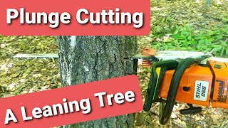 Plunge or Bore Cutting Leaning Trees to Avoid a Barber Chair