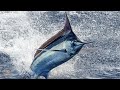 Fastest Fish In The World The Black Marlin