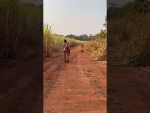 Que tombo! #vidanaroça #caçadas #javaporco #javali #caçador #roça #wildboar