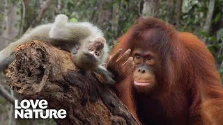Cute Orangutan and Monkey Form Unique Friendship | Love Nature