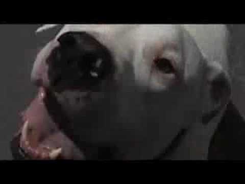 Greeco&Ferat-Sauhund(short version)