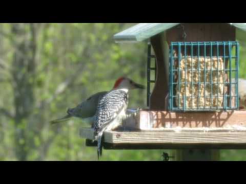 Around Our Backyard-Female Red-bellied Woodpecker & Mourning Doves at the feeder