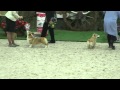 Best Female At The Russian WCP Club National Specialty 02 05 16
