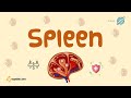 Spleen | Anatomical Position and Relations | Introduction