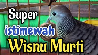 Download lagu Perkutut Lokal Katuranggan ‼️ WISNU MURTI  Super Istimewah..Yang Punya Rasa mp3
