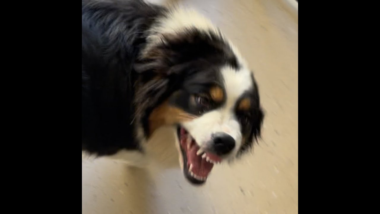 Dog Body Language: The Submissive Grin: Smiling vs Snarling