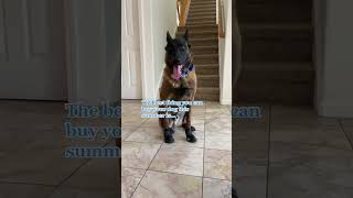 Download lagu QUMY Dog Shoes: Year-Round Paw Protection for Every Season mp3