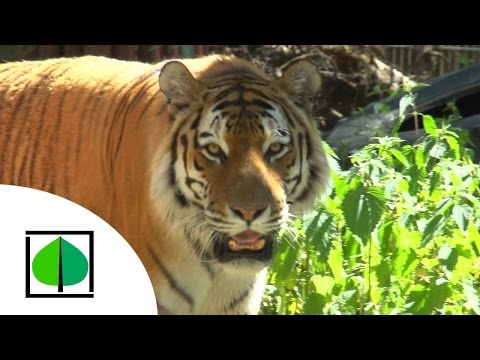 Tygrys Syberyjski - odc. 3 - ZOO Bydgoszcz