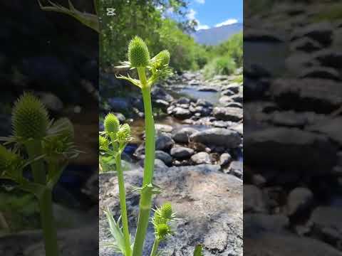 Caminos costeando el Arroyo en Luyaba | Córdoba