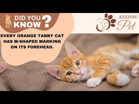 12 Amazing Facts About Orange Tabby Cats | Fun Facts About Orange Tabby Cats - Orange Tabby Cat