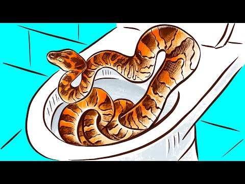 Вот как змеи попадают к вам в ванную