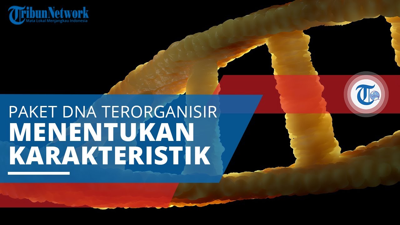 Kromosom, Paket DNA Terorganisir dan Ditemukan dalam Inti Sel yang Mengatur Karakteristik Fisik