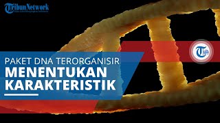 Kromosom, Paket DNA Terorganisir dan Ditemukan dalam Inti Sel yang Mengatur Karakteristik Fisik