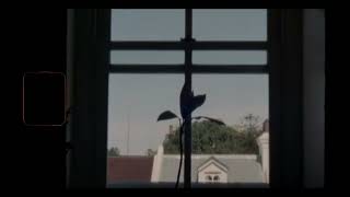 Common Girl - Beach House (Sub. Español/English)