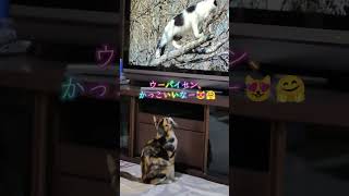 明けましておめでとうございます　テレビの猫に憧れの目で見るにゃんちぃ😻🤗 #猫のいる暮らし #三毛猫 #ニャンキー #保護猫 #子ネコ #cat #好きな子猫 #ねこのいる生活