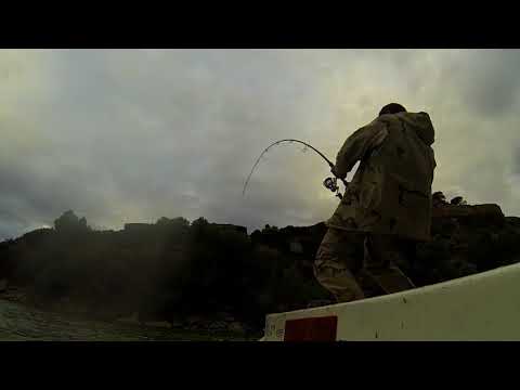 Ebro Piotras Catfish 233  C&R