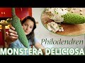 Monstera deliciosa (Philodendren) video
