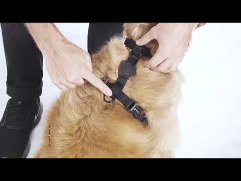 Vídeo: Como colocar coleira em cachorro: perguntas e respostas
