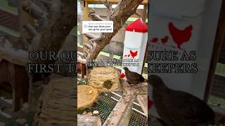 Quail enclosure as first time quail keepers | Raising meat and eat birds DIY