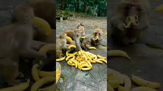 Download lagu Cute monkey eating banana 🍌 #shorts mp3