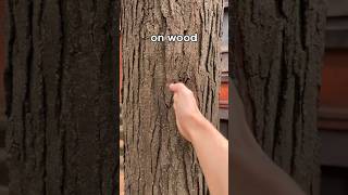 Download lagu How I Train the 1 Inch Punch mp3 Download lagu How I Train the 1 Inch Punch mp3