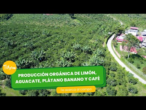 Organic production of lemon, avocado, plantain, banana and coffee - by Juan Gonzalo Angel Restrepo