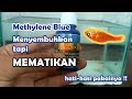 Methylen Blue Untuk Ikan Hias Guppy Platy