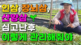1년근 장뇌삼 새싹삼 모종 이렇게 큽니다 관리는 이렇게