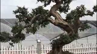 Download lagu Bonsai Cina - Exibition Guangdong e Hong Kong 26-12-2008 mp3