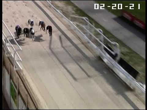 Saturday 20/02/2021 Race 14. LADBROKES GOLDEN JACKET SPRINT