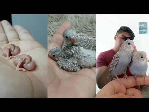 , title : 'filhotes de periquito dia a dia do nascimento ao primeiro vôo 😍🐥❤