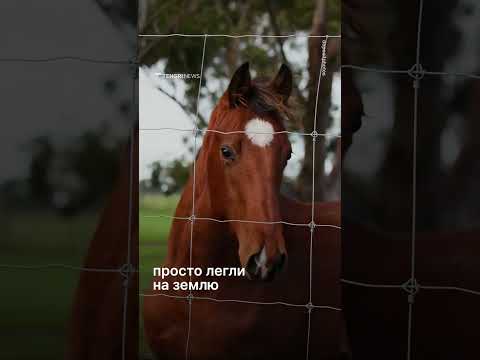 В Акмолинской области лошади неожиданно сели в неестественную позу и перестали вставать