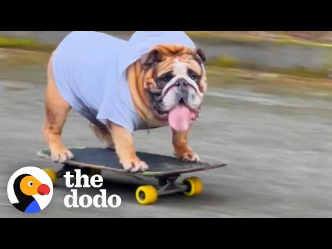 Don't You DARE Take This Dog’s Skateboard Away from Him!