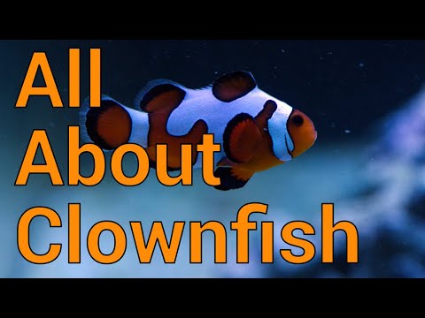 About clownfish review